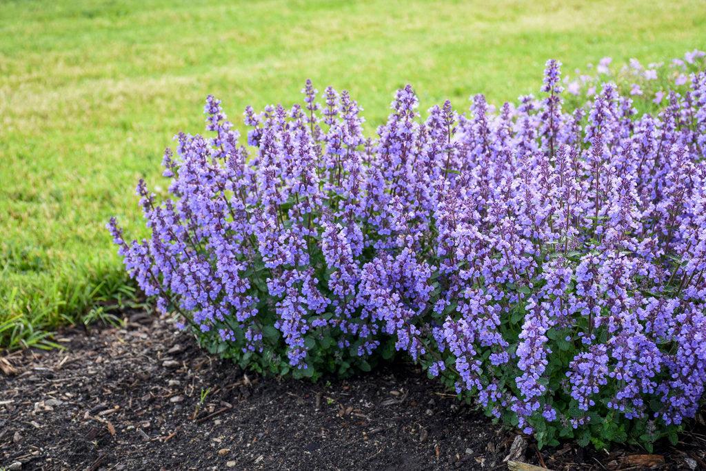 Cat's Pajamas Catmint