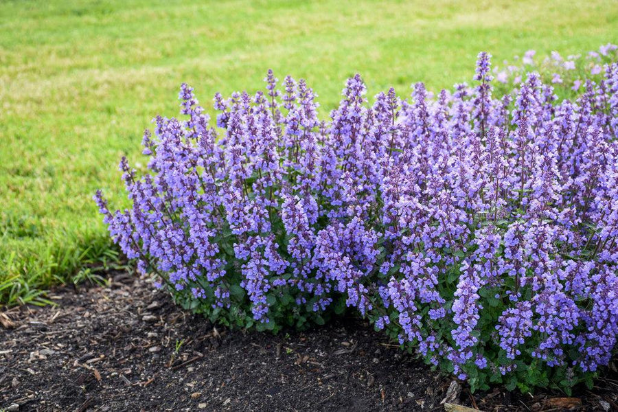 Cat's Pajamas Catmint