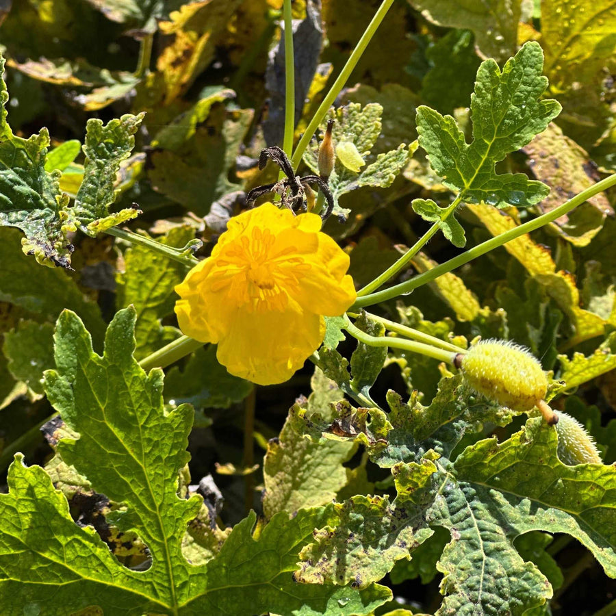 Celandine Poppy