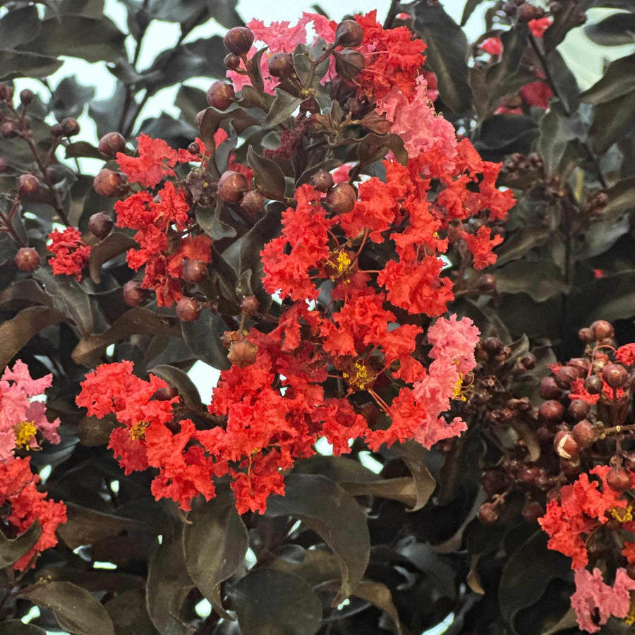 Center Stage® Red Crapemyrtle