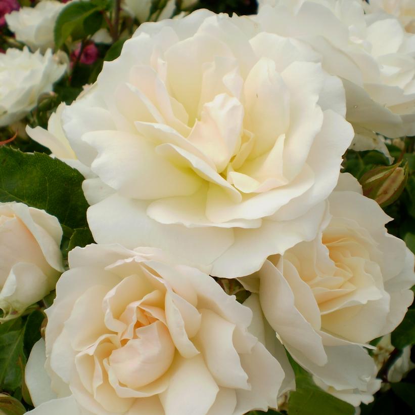 Champagne Wishes Shrub Rose