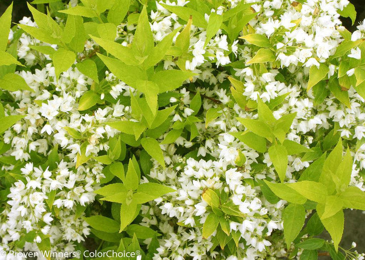 Chardonnay Pearls® Deutzia