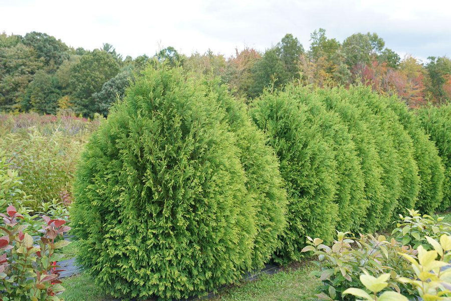 Cheer Drops® Arborvitae