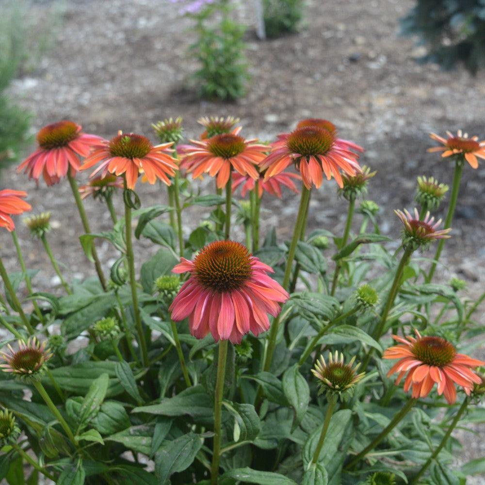 Cheyenne Spirit Coneflower