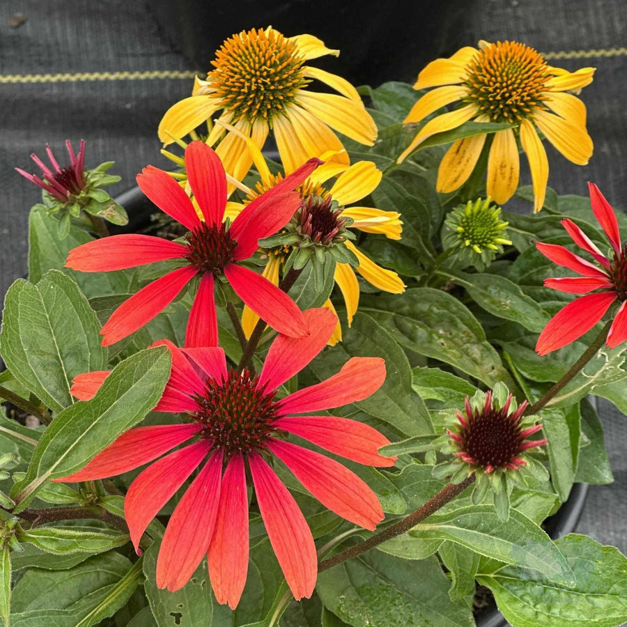 Cheyenne Spirit Coneflower