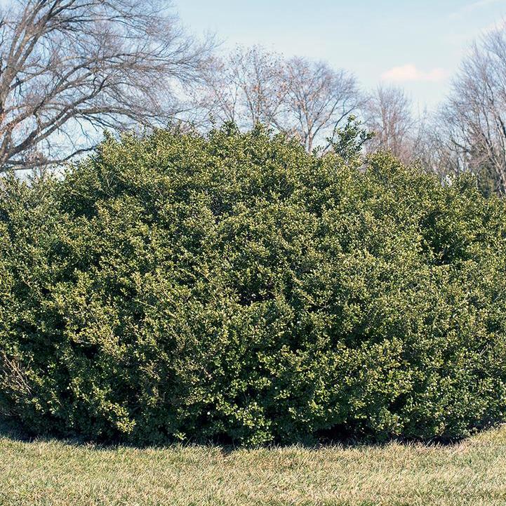 Chilly Willy Japanese Holly