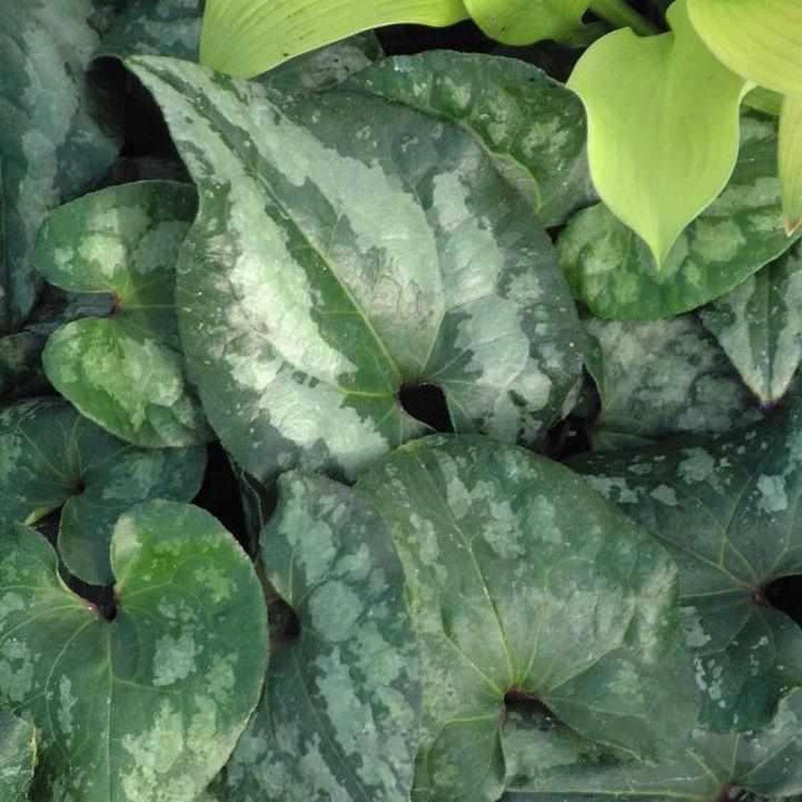 Chinese Wild Ginger |Walters Gardens