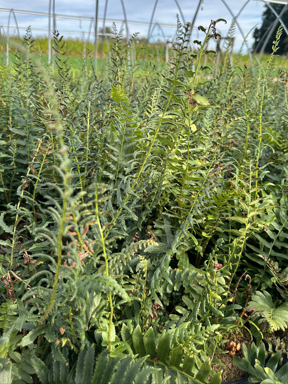 Christmas Fern