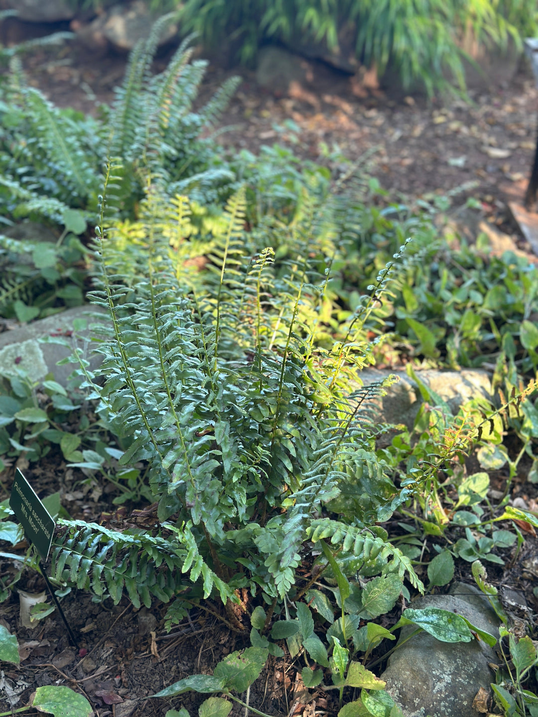 Christmas Fern
