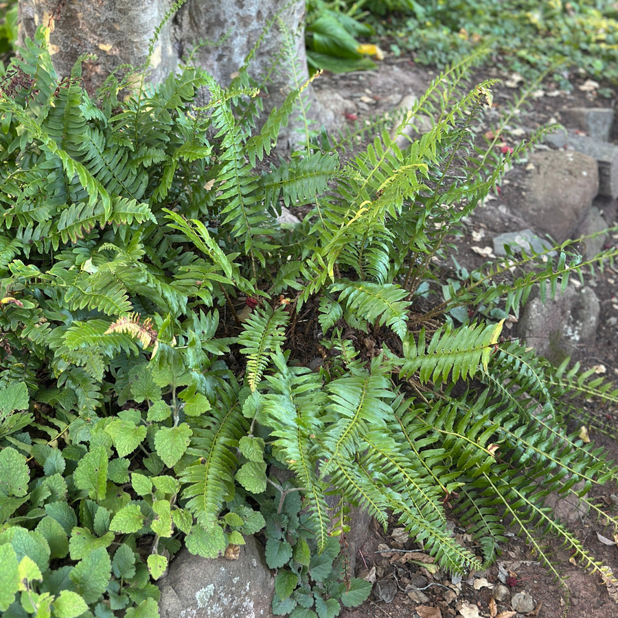 Christmas Fern