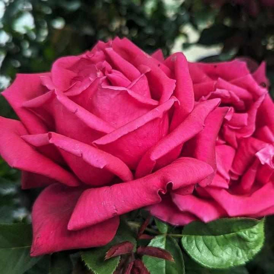 Chrysler Imperial Hybrid Tea Rose |Prides Corner Farms