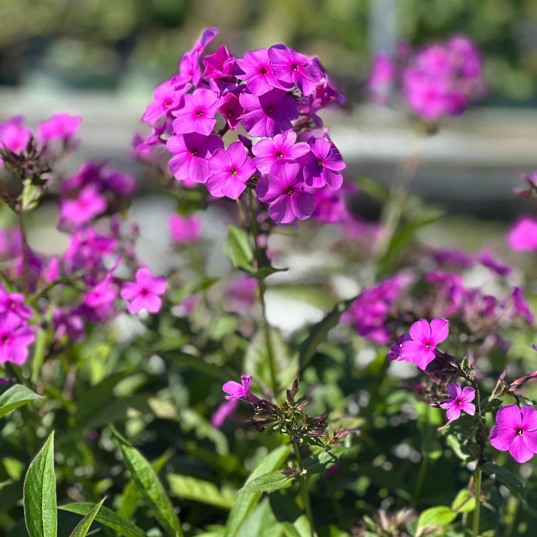 Cloudburst Tall Cushion Phlox