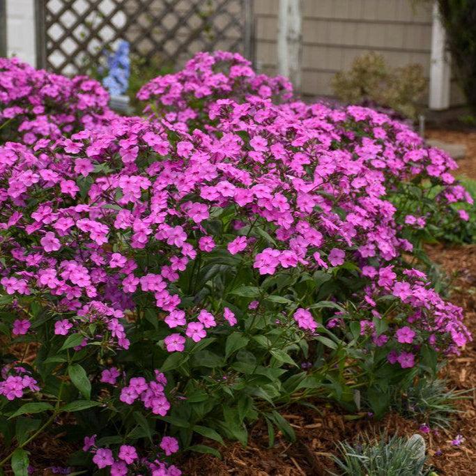 Cloudburst Tall Cushion Phlox