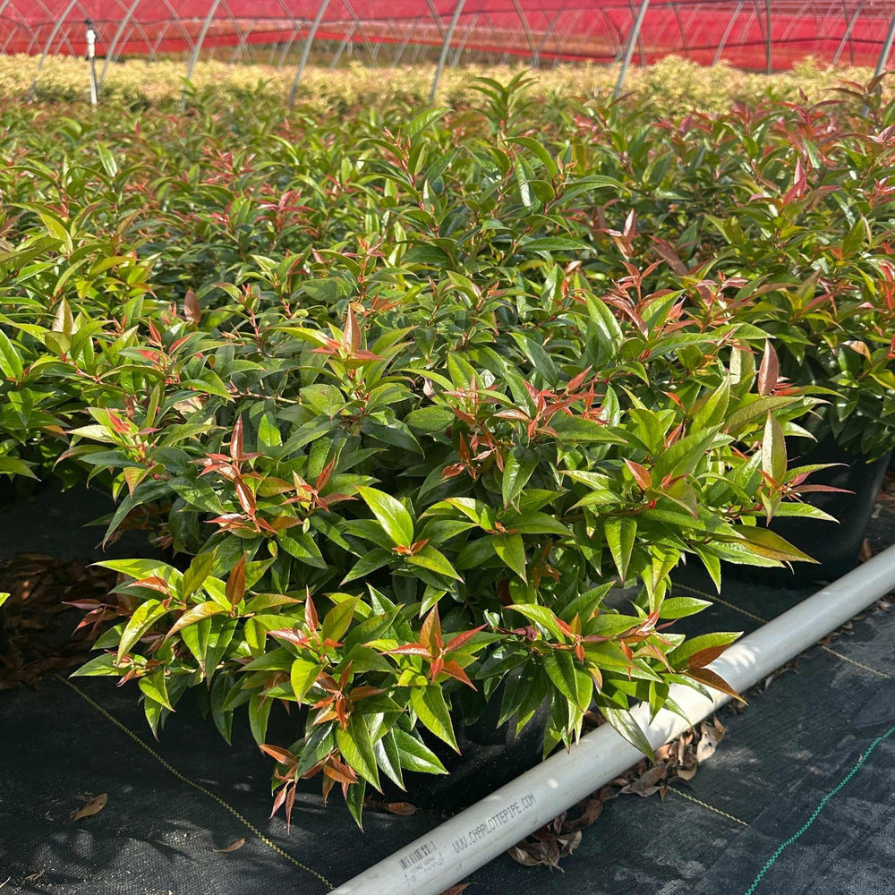 Coast Leucothoe