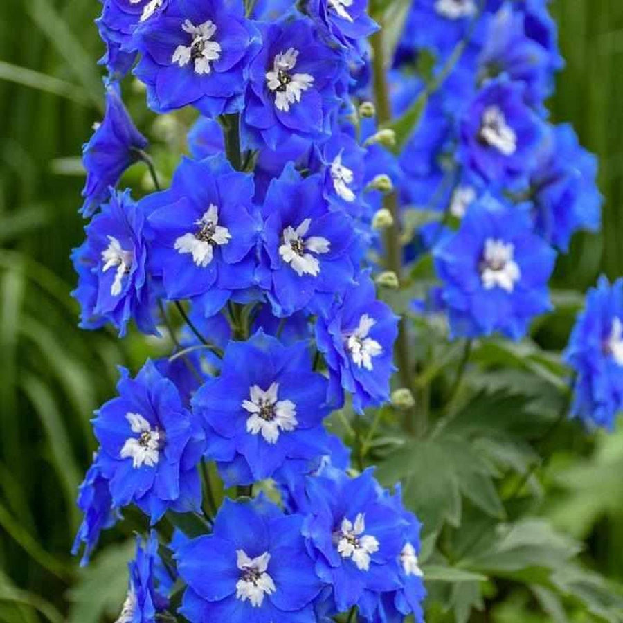 Cobalt Dreams Larkspur |Walters Gardens