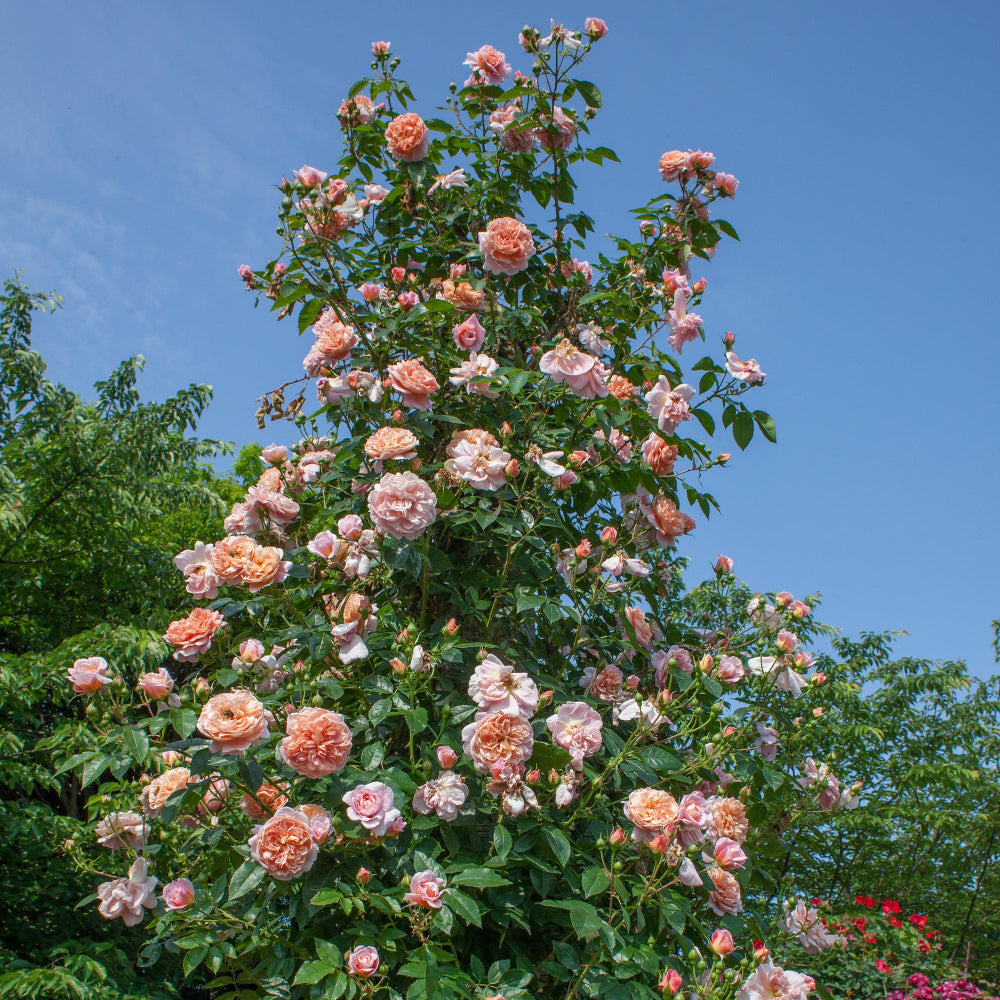 Colette Rose |Star® Roses and Plants