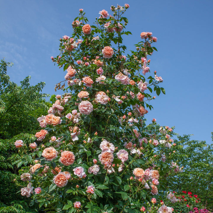 Colette Rose |Star® Roses and Plants