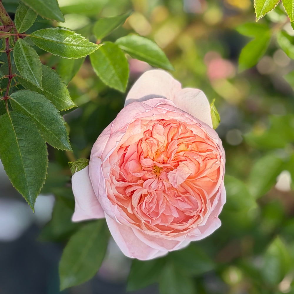 Colette Rose |Spotswood Greenery