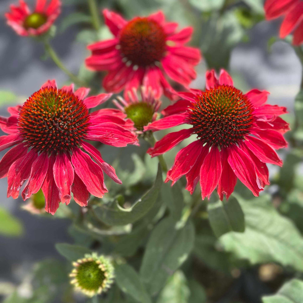 Color Coded® Frankly Scarlet Coneflower