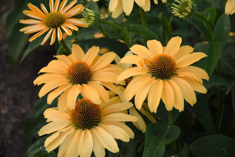 Color Coded® One in a Melon Coneflower