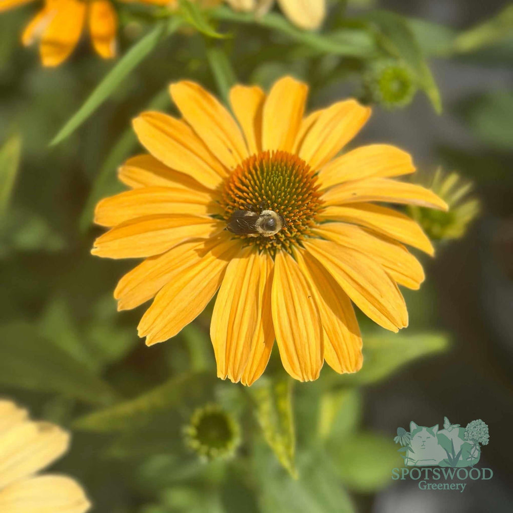 one in a melon coneflower |Spotswood Greenery