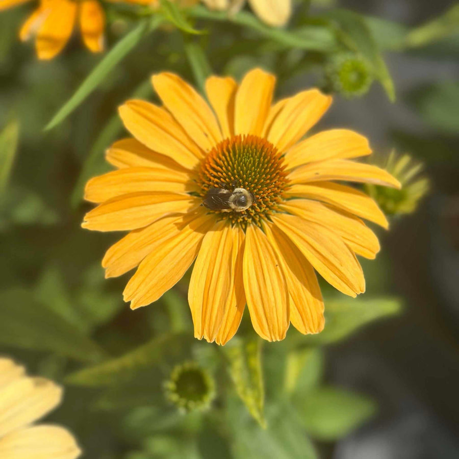 Color Coded® One in a Melon Coneflower