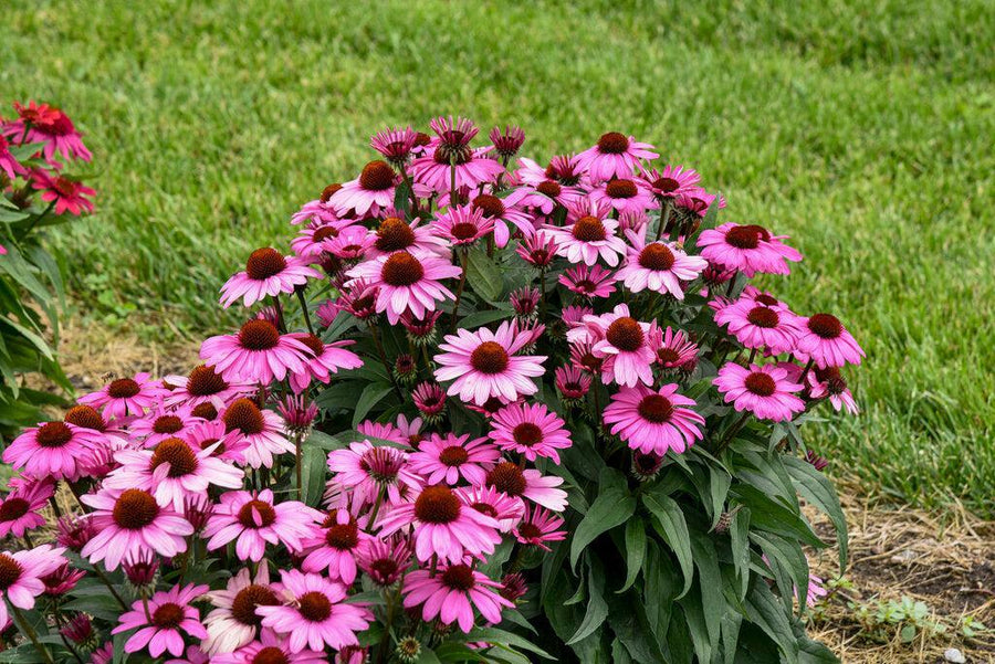 Color Coded® The Fuchsia is Bright Coneflower