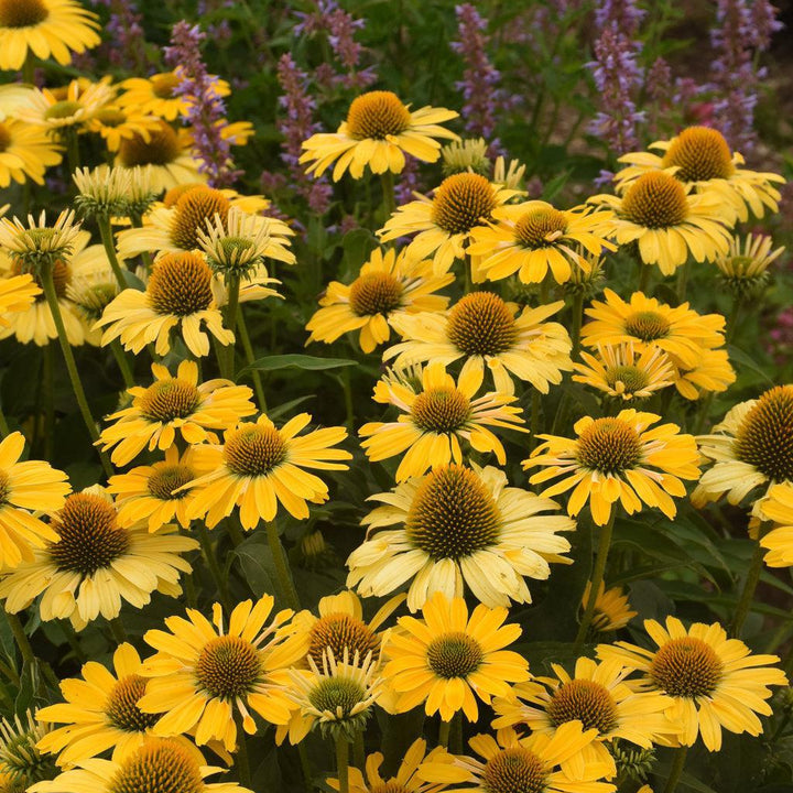 Color Coded® Yellow My Darling Coneflower |Walters Gardens