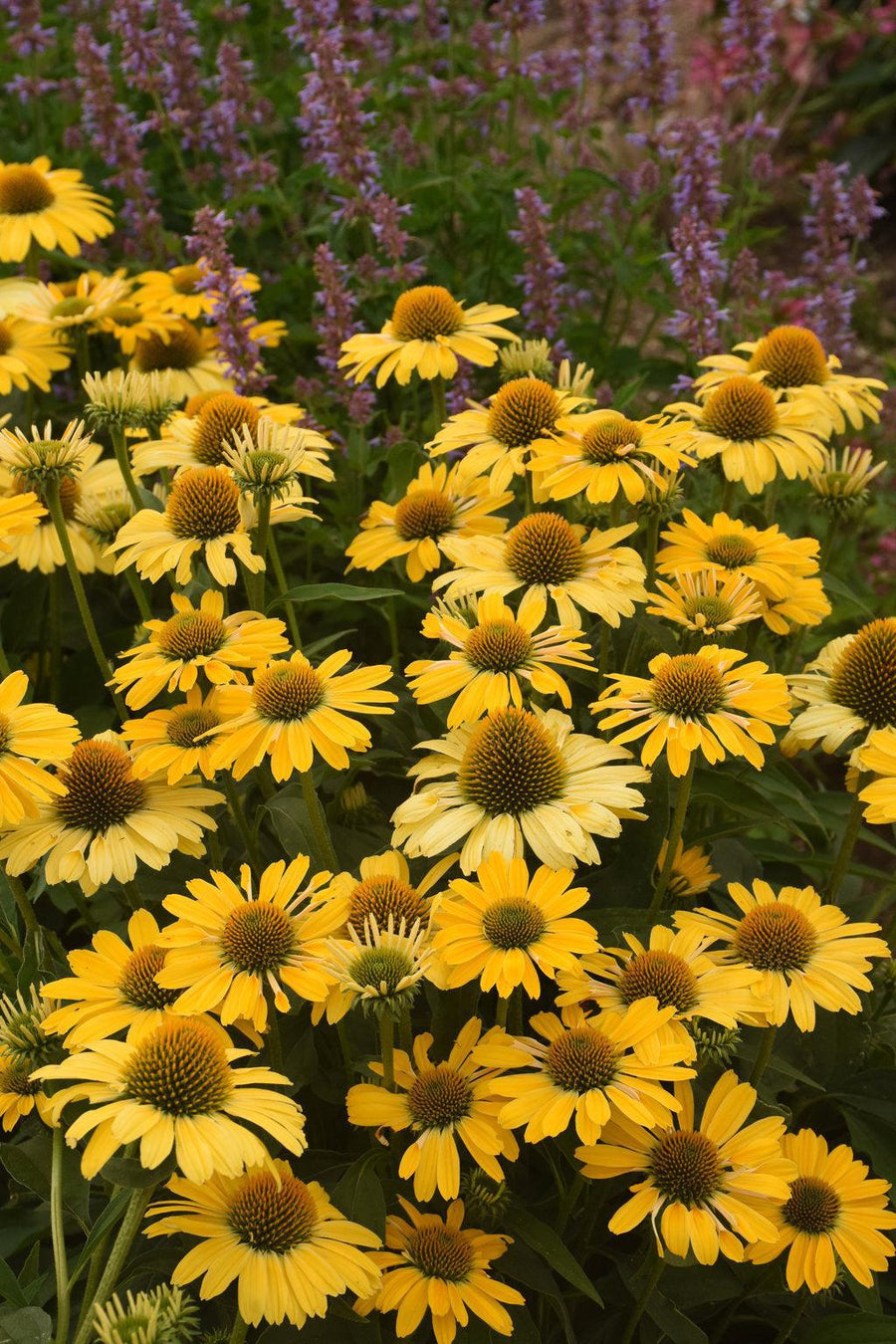 Color Coded® Yellow My Darling Coneflower