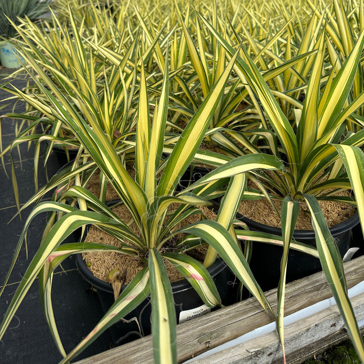 yucca-filamentosa-color-guard-yucca