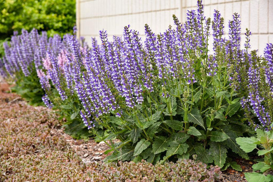 Color Spires® Azure Snow HB Salvia