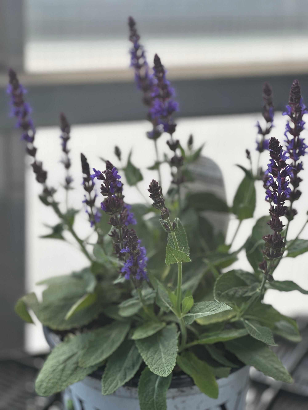 Color Spires® Violet Riot Meadow Sage