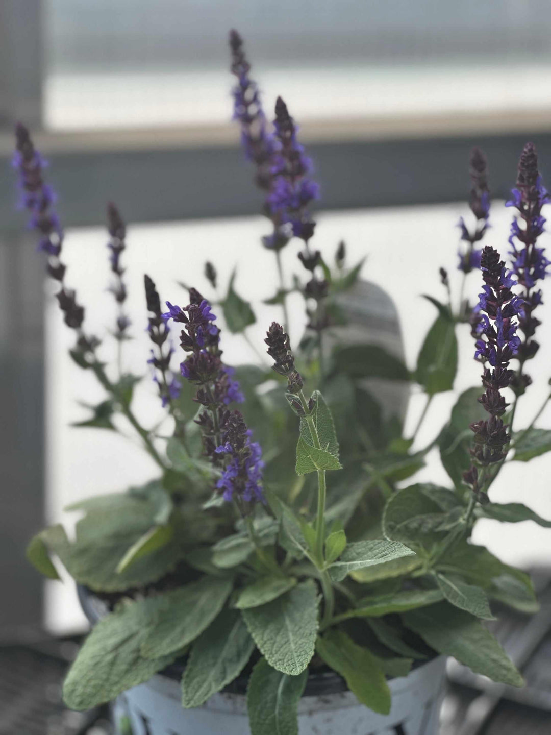 Color Spires® Violet Riot Meadow Sage