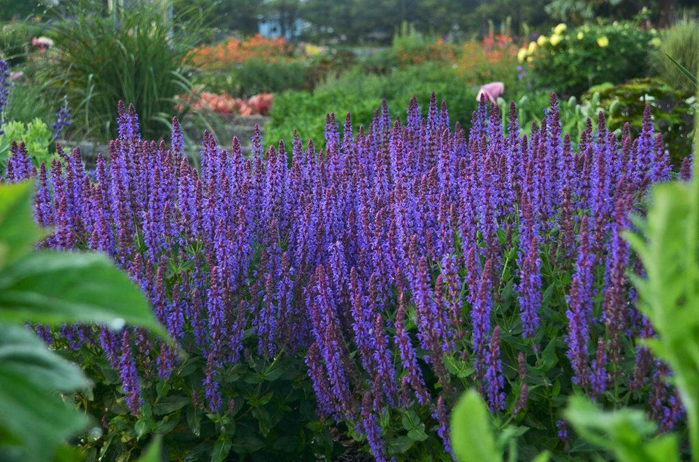 Color Spires® Violet Riot Meadow Sage
