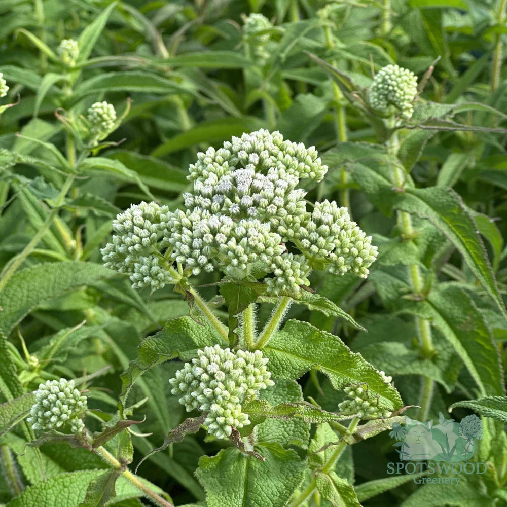 Common Boneset |Spotswood Greenery