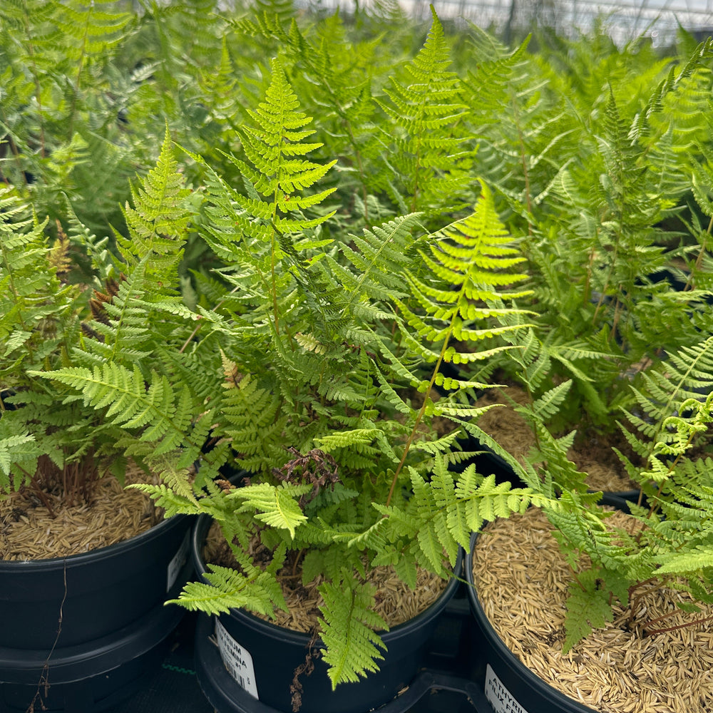 Common Lady Fern