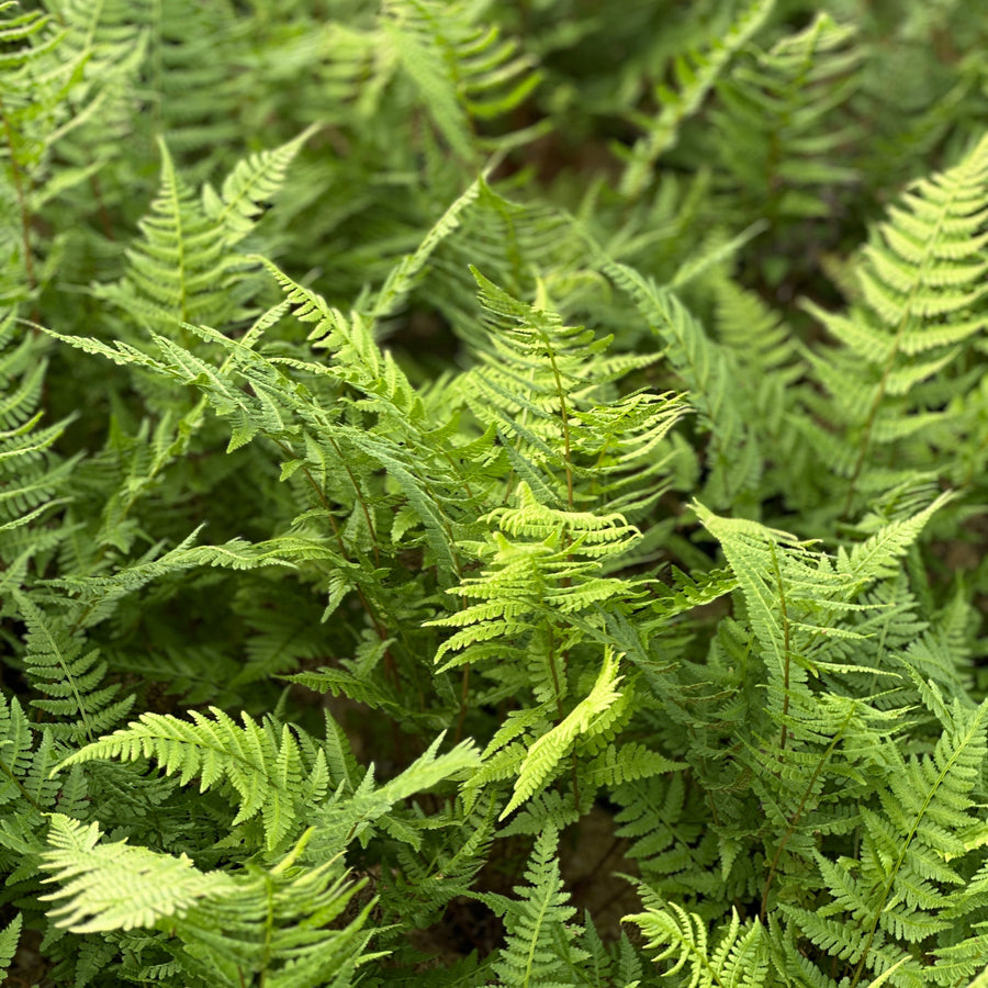Common Lady Fern
