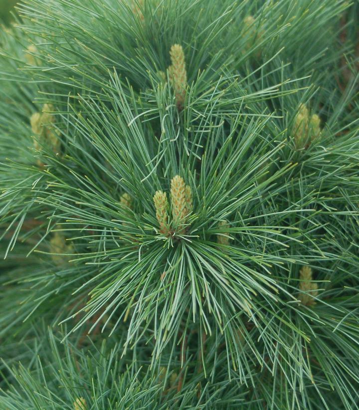Connecticut Slate Dwarf White Pine