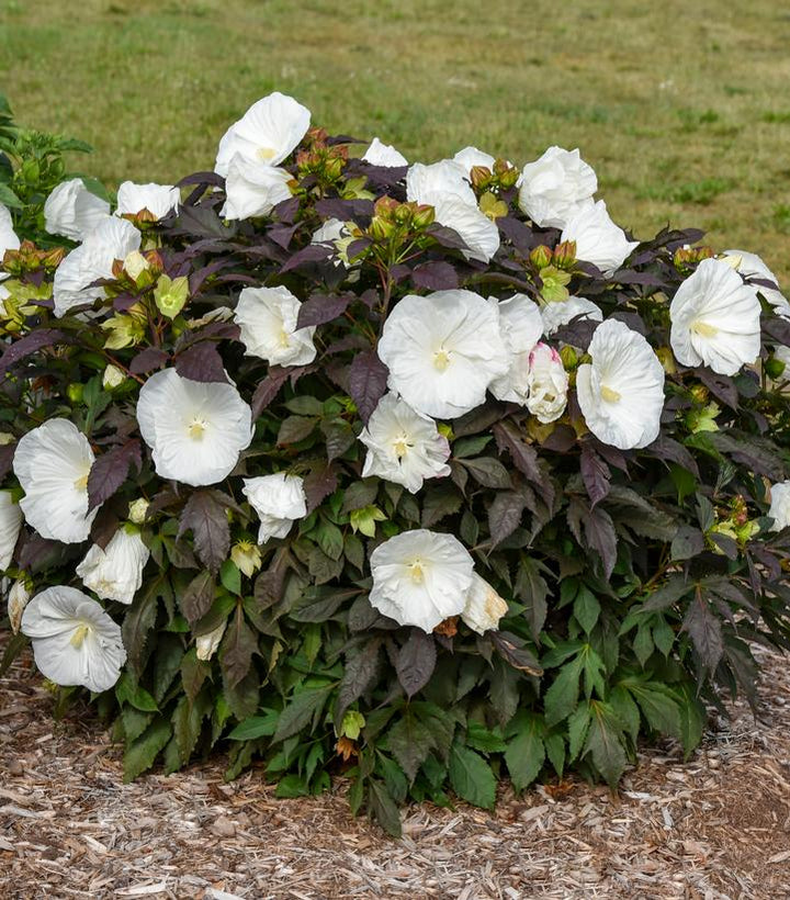 Cookies & Cream Rose Mallow