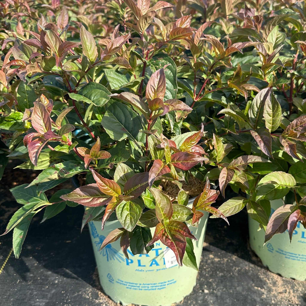 Copper Low Bush Honeysuckle