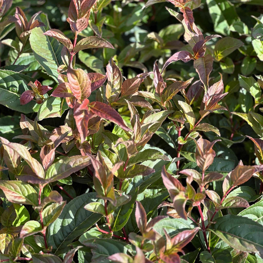 Copper Low Bush Honeysuckle