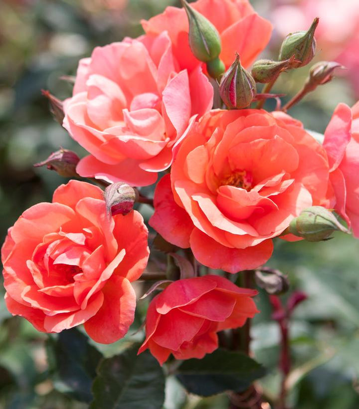 Coral Knock Out® Rose