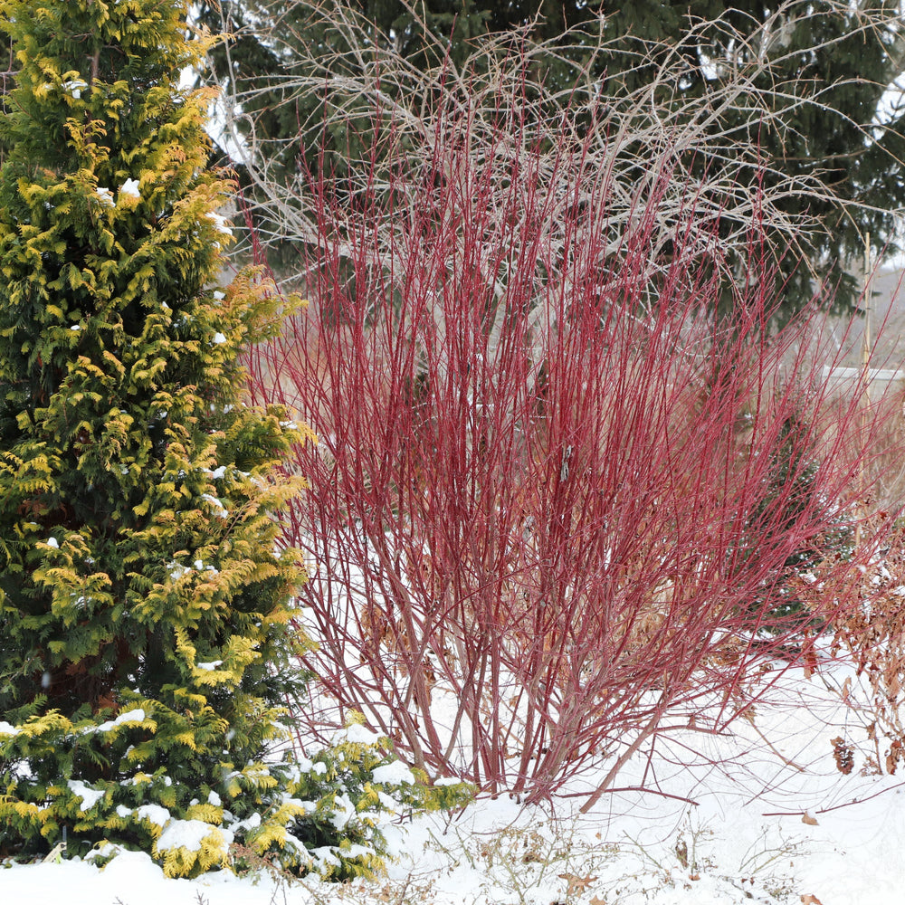 A red dogwood shrub in winter |Proven Winners®