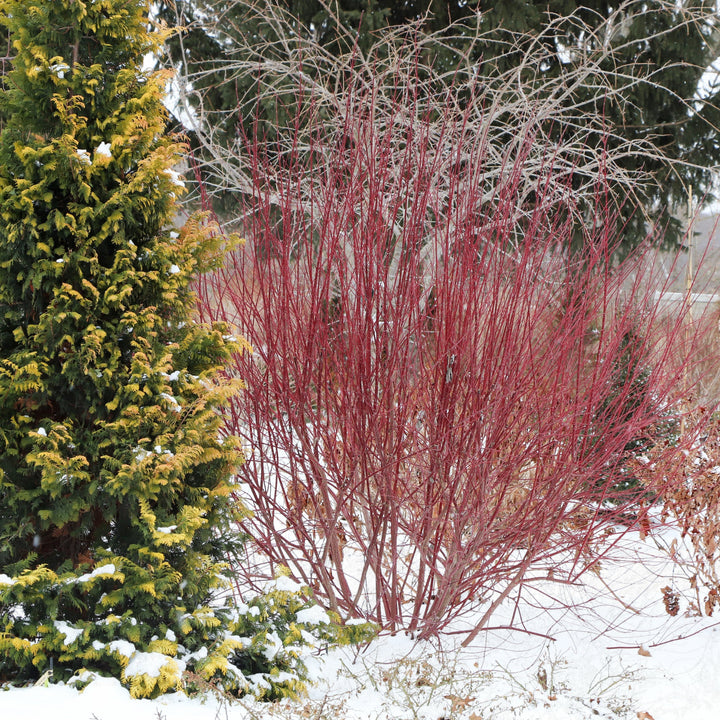 A red dogwood shrub in winter |Proven Winners®