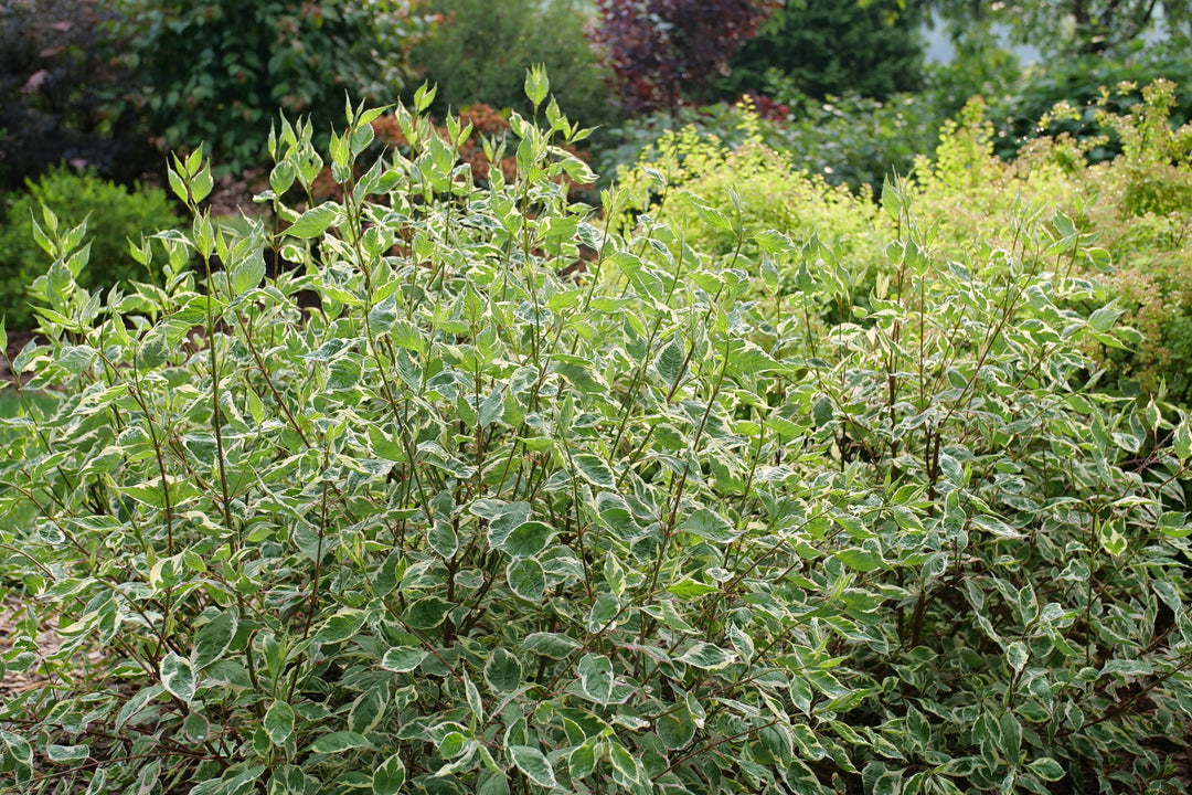 A leafy green shrub with variegated white edges, photographed outdoors in a garden setting. |Proven Winners®