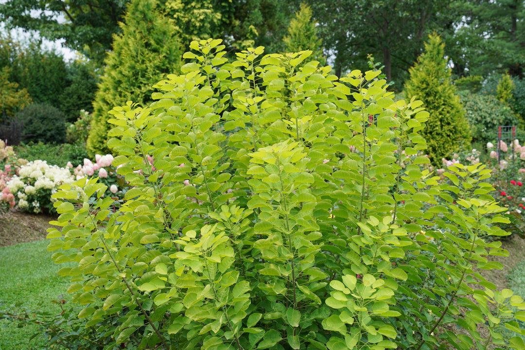 chartreuse shrub in landscape |Proven Winners®