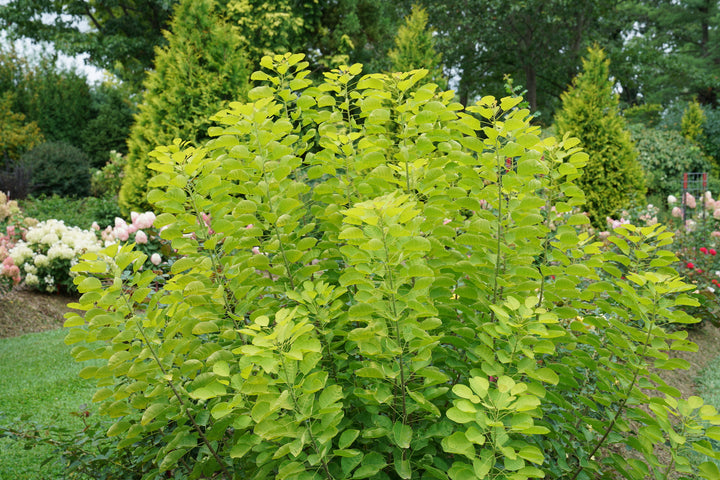 chartreuse shrub in landscape |Proven Winners®