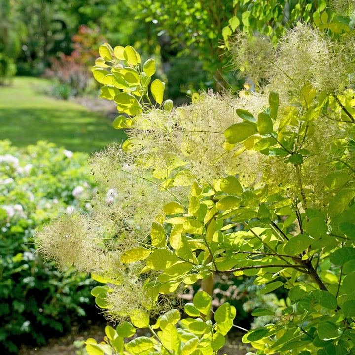 chartreuse shrub in landscape |Proven Winners®