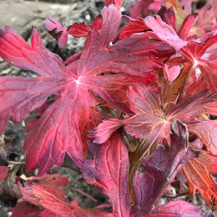Crane Dance Cranesbill