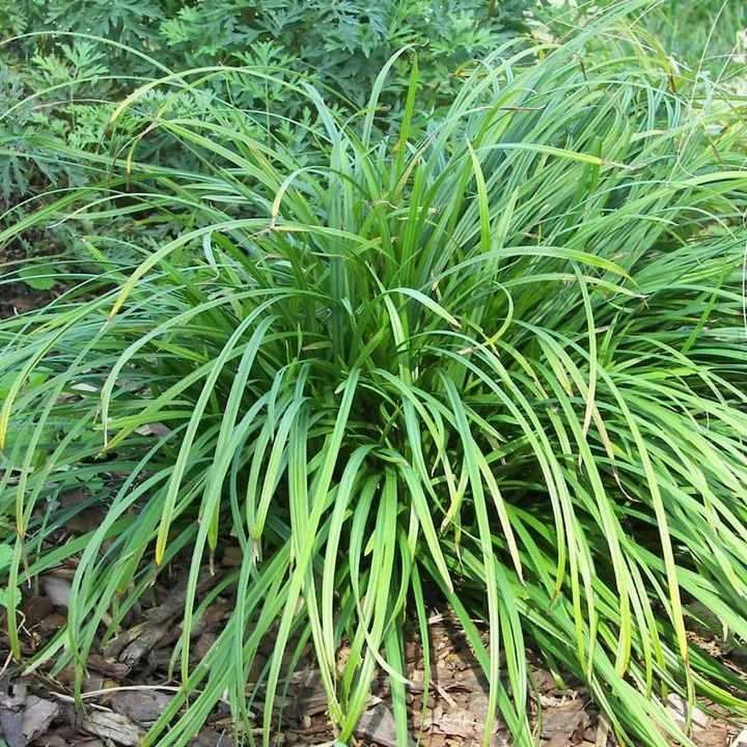 Creek sedge